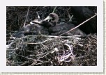 kormor�n velk�- Phalacrocorax carbo1 * 3138 x 2092 * (710KB)
