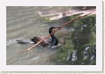 kormor�n velk�- Phalacrocorax carbo10 * 3009 x 2006 * (416KB)