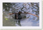 kormor�n velk�- Phalacrocorax carbo11 * 3189 x 2126 * (507KB)