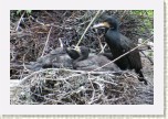 kormor�n velk�- Phalacrocorax carbo2 * 3095 x 2063 * (821KB)