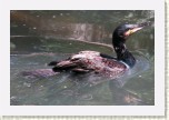 kormor�n velk�- Phalacrocorax carbo3 * 3215 x 2143 * (442KB)