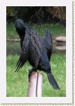 kormor�n velk�- Phalacrocorax carbo5 * 2023 x 3034 * (388KB)