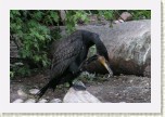 kormor�n velk�- Phalacrocorax carbo6 * 3059 x 2039 * (566KB)