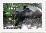 kormor�n velk�- Phalacrocorax carbo7 * 3078 x 2052 * (664KB)