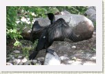 kormor�n velk�- Phalacrocorax carbo8 * 2996 x 1997 * (556KB)