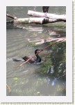 kormor�n velk�- Phalacrocorax carbo9 * 1984 x 2976 * (457KB)