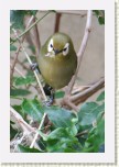 kruhoo�ko- Zosterops poligaster kikuensis1 * 1979 x 2969 * (386KB)