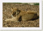 lev pustinn�- Panthera leo * 3024 x 2016 * (928KB)