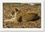 lev pustinn�- Panthera leo1 * 2955 x 1970 * (952KB)