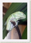 listovnice zru�n�- Pyllomedusa sauvagei * 2025 x 3037 * (391KB)