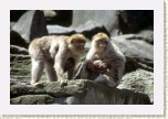 makak bezocas�- Macaca sylvana1 * 2920 x 1947 * (307KB)