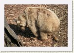 medv�d hn�d� syrsk�- Ursus arctos syriacus * 3098 x 2065 * (828KB)