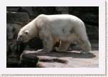 medv�d ledn�- Ursus maritimus * 3101 x 2067 * (419KB)