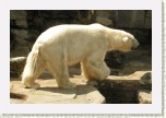 medv�d ledn�- Ursus maritimus1 * 3141 x 2094 * (456KB)