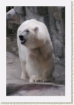 medv�d ledn�- Ursus maritimus10 * 2055 x 3083 * (410KB)