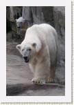medv�d ledn�- Ursus maritimus11 * 2060 x 3090 * (359KB)