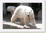 medv�d ledn�- Ursus maritimus2 * 3161 x 2107 * (418KB)