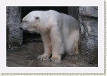 medv�d ledn�- Ursus maritimus3 * 3098 x 2065 * (436KB)