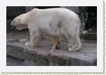 medv�d ledn�- Ursus maritimus4 * 3133 x 2089 * (461KB)