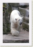 medv�d ledn�- Ursus maritimus5 * 1963 x 2944 * (409KB)