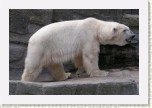 medv�d ledn�- Ursus maritimus6 * 3033 x 2022 * (508KB)