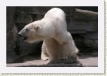 medv�d ledn�- Ursus maritimus7 * 3083 x 2055 * (391KB)