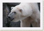 medv�d ledn�- Ursus maritimus8 * 3098 x 2065 * (330KB)