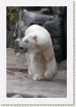 medv�d ledn�- Ursus maritimus9 * 2118 x 3177 * (360KB)