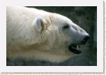 medv�d ledn�- Ursus12 * 3099 x 2066 * (259KB)