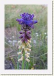 mod�enec tenkokv�t�- Muscari tenuiflorum * 2065 x 3098 * (287KB)