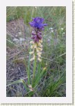 mod�enec tenkokv�t�- Muscari tenuiflorum1 * 2001 x 3002 * (376KB)