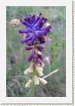 mod�enec tenkokv�t�- Muscari tenuiflorum2 * 2065 x 3098 * (375KB)