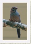 mot�lek rudouch�- Uraeginthus bengalus * 2048 x 3072 * (298KB)