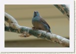 mot�lek rudouch�- Uraeginthus bengalus1 * 3113 x 2075 * (351KB)