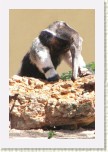 mravene�n�k velk�- Myrmecophaga tridactyla2 * 2118 x 3177 * (410KB)