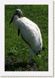 nesyt lesn�- Mycteria americana3 * 2105 x 3157 * (699KB)