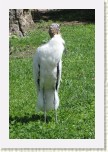 nesyt lesn�- Mycteria americana4 * 2129 x 3193 * (735KB)