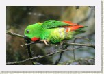 netop���k modrotemenn�- Loriculus galgulus * 3153 x 2102 * (444KB)