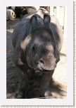 nosoro�ec indick�-  Rhinoceros unicornis * 1957 x 2936 * (478KB)