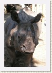 nosoro�ec indick�-  Rhinoceros unicornis1 * 2043 x 3064 * (494KB)