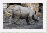 nosoro�ec indick�-  Rhinoceros unicornis3 * 3009 x 2006 * (548KB)