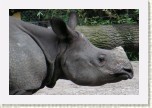 nosoro�ec indick�-  Rhinoceros unicornis4 * 3156 x 2104 * (567KB)