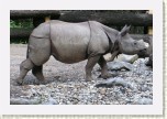 nosoro�ec indick�-  Rhinoceros unicornis6 * 3139 x 2093 * (788KB)