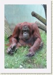 orangutan- Pongo pygmaeus7 * 2065 x 3098 * (709KB)