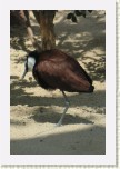 ostn�k africk�- Actophilornis africana * 2061 x 3092 * (415KB)