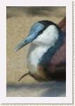 ostn�k africk�- Actophilornis africana1 * 1990 x 2985 * (347KB)
