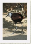 ostn�k africk�- Actophilornis africana2 * 2041 x 3062 * (394KB)
