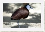 ostn�k africk�- Actophilornis africana3 * 3000 x 2000 * (417KB)