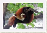 panda mal�- Ailurus fulgens * 3098 x 2065 * (363KB)
