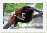 panda mal�- Ailurus fulgens1 * 3098 x 2065 * (399KB)